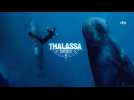 Thalassa, aventures extrêmes