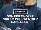 Lot : à Cahors, un éleveur de pigeons entraîne ses oiseaux pour des concours