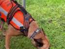 Une brigade canine à Échinghen pour détecter les fuites d'eau