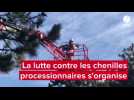 VIDEO. Comment la lutte contre les chenilles processionnaires s'organise dans le Sud-Manche