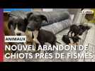 Encore un abandon de chiots près de Fismes