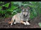 VIDÉO. La présence du loup confirmée en Mayenne grâce à des photographies