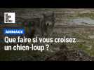 Que faire si vous croisez un chien-loup ?