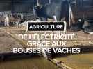 Des bouses de vaches qui font de l'électricité