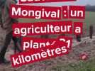 Sauvillers-Mongival : un agriculteur a planté 21 kilomètres de haies sur son exploitation