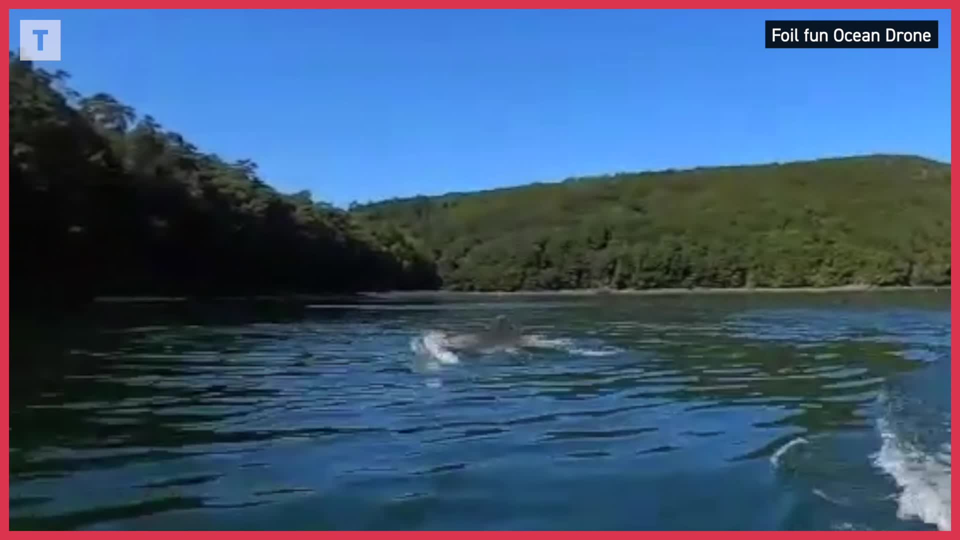 Une vingtaine de grands dauphins observée dans l'Aulne maritime (Le Télégramme)