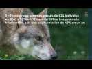 Faucigny : la présence du loup en nette augmentation sur le territoire