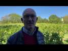 Sur le vignoble des coteaux de l'Escaut