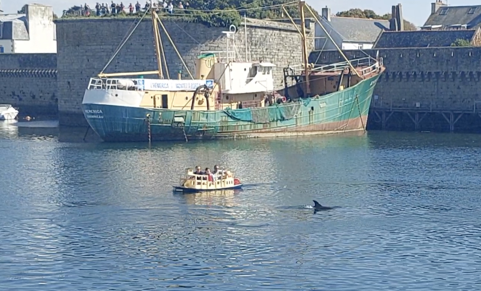 Quatre dauphins font le show dans le port de Concarneau (Le Télégramme)