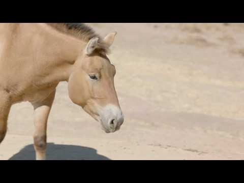 Przewalski's horse: Could cloning save this endangered species from extinction?