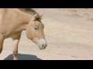 Przewalski's horse: Could cloning save this endangered species from extinction?