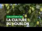 La belle histoire du jour : La culture du Houblon