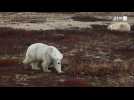 Au Canada, les ours polaires face au réchauffement climatique