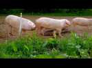 Les travers du porc