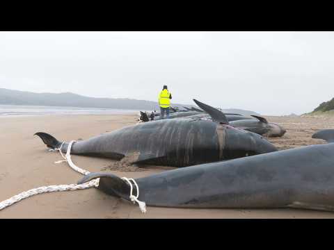 Australia: images of whale carcasses on Tasmania beach