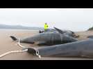 Australia: images of whale carcasses on Tasmania beach