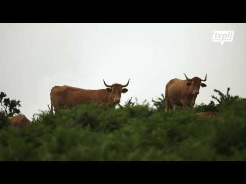 Betizu, vache sauvage du Pays basque