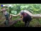 Un énorme python de 7 mètres capturé en Indonésie