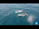 Les baleines à bosse quittent l'Antarctique pour rejoindre le Gabon