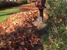 Cambrai : que deviennent les 500 tonnes de feuilles ramassées à l'automne ?