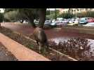 Un sanglier en plein centre-ville à Fréjus