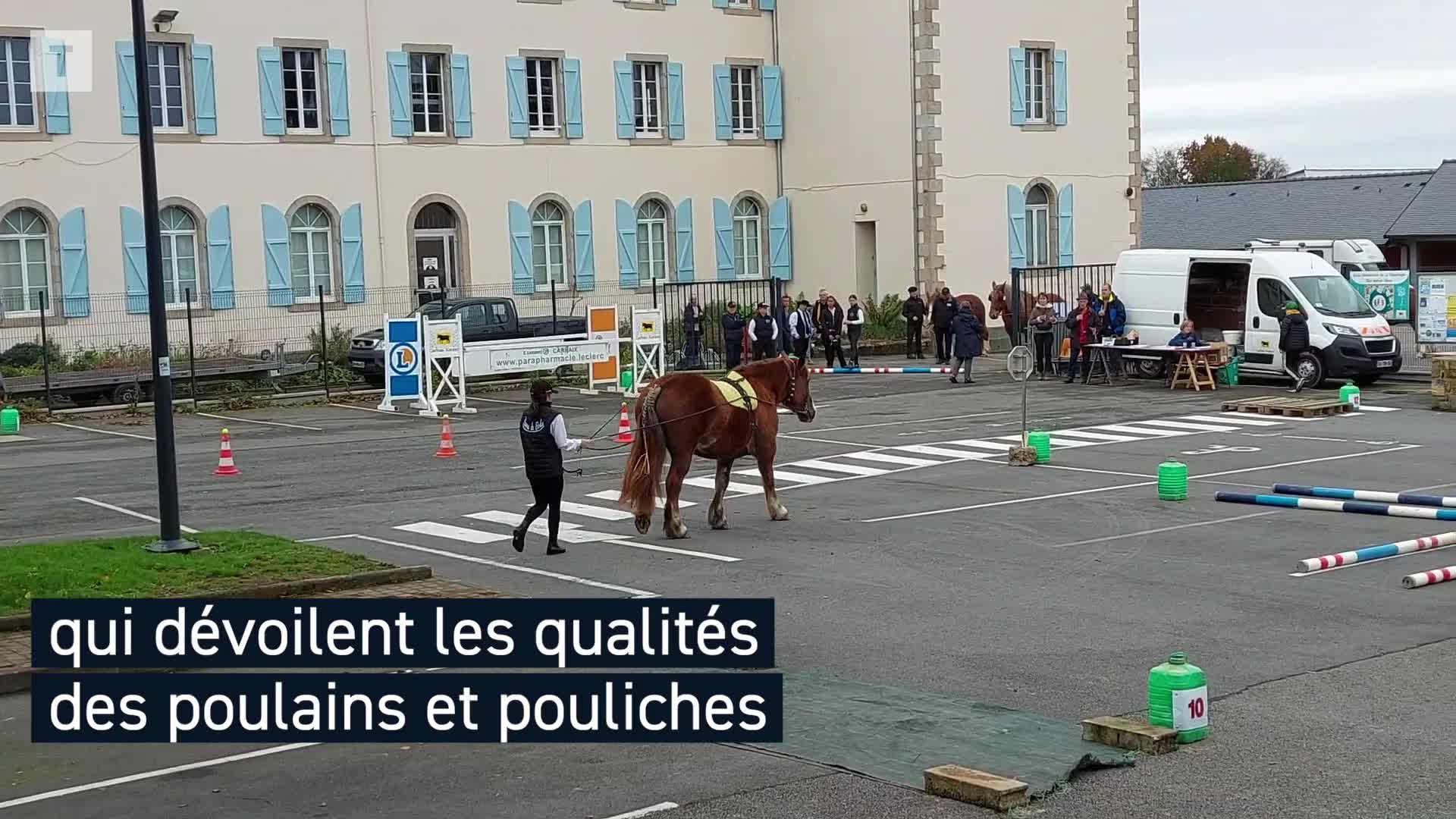 Plus de 150 chevaux de trait bretons réunis à la foire de Carhaix   (Le Télégramme)