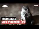 Le juteux business des nids d'hirondelles en Thaïlande