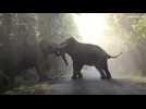 Deux éléphants s'affrontent sur une route en Thaïlande