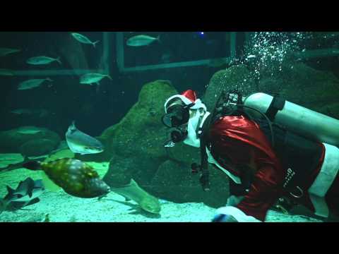 Scuba Santa Claus dives into Rio's aquarium