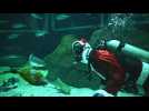 Scuba Santa Claus dives into Rio's aquarium