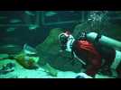 Quand le Père Noël plonge dans l'aquarium de Rio