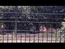 Amiens : Pasai, le bébé tigre du zoo