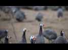 Grippe aviaire en Europe : la France veut commencer à vacciner les volailles à l'automne 2023