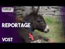 Les Banshees d'Inisherin - Reportage : Un homme et son âne (VOST) | Searchlight