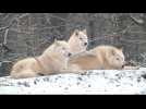 En Moselle, de nouveaux loups blancs au parc animalier de Sainte-Croix