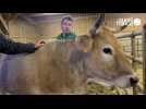 Loutre, 8 ans, 530 kg, une vache nantaise à Paris