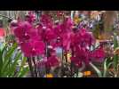 Annequin : l'exposition-vente d'orchidées de retour