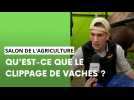 Qu'est-ce que le clippage de vaches ?