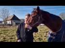 A Bernay, l'association Les crins de Miss et Gypse sauve des centaines de chevaux