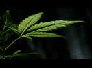 Pays-Bas: l'expérimentation du cannabis légal va bientôt débuter