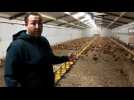 Confinement des volailles contre la grippe aviaire: un éleveur de Moringhem nous explique