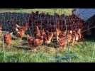 Grippe aviaire : les foyers se multiplient en Belgique