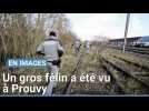 Un félin a été vu à Prouvy