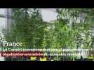 France : Le Conseil économique et social préconise une légalisation encadrée du cannabis récréatif