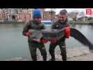 Toulouse : d'énormes poissons pêchés dans le Canal du Midi et relâché ailleurs en raison de travaux