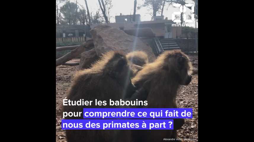 Aix-en-Provence : Des chercheurs étudient les babouins pour comprendre ce qui fait de nous des primates à part