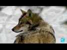 Loup : cohabiter avec un superprédateur