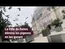 La Ville de Reims tue les pigeons en les gazant