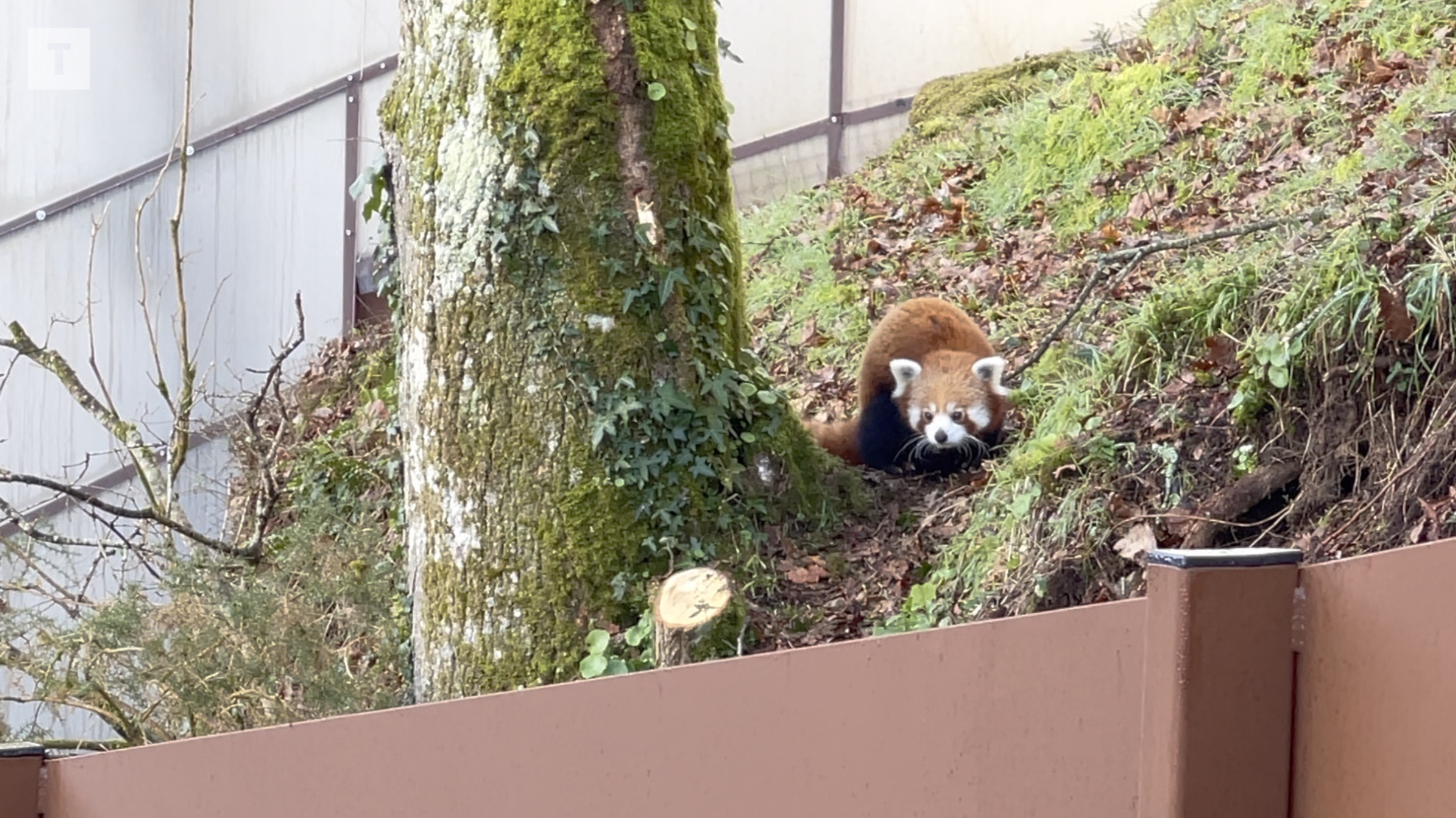 Le panda roux de Pont-Scorff attend deux petites copines (Le Télégramme)