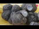 3 kilos de truffes vendus au marché de Cahors